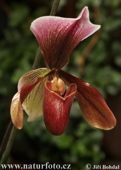 Vstavačovité (Orchidea sp.)