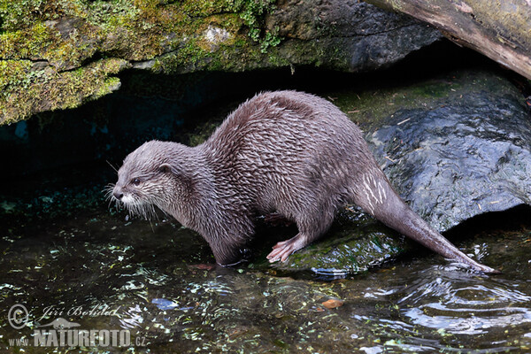 Vydra ázijská (Aonyx cinerea)