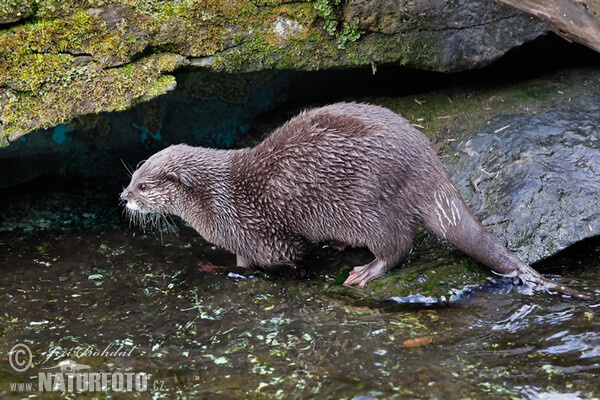 Vydra ázijská (Aonyx cinerea)