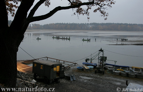 Výlov rybníka (Bezdrev)