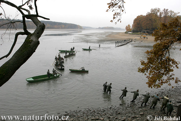 Výlov rybníka (Bezdrev)