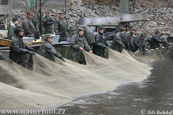 Výlov rybníka (Bezdrev)