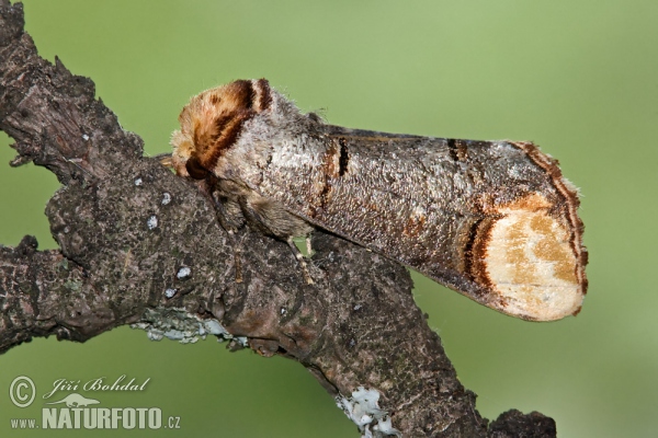 Vztyčnořitka lipová (Phalera bucephala)