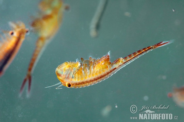 Žábronožka sněžní (Eubranchipus grubii)