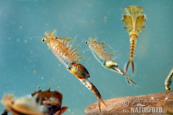 Žábronožka sněžní (Eubranchipus grubii)