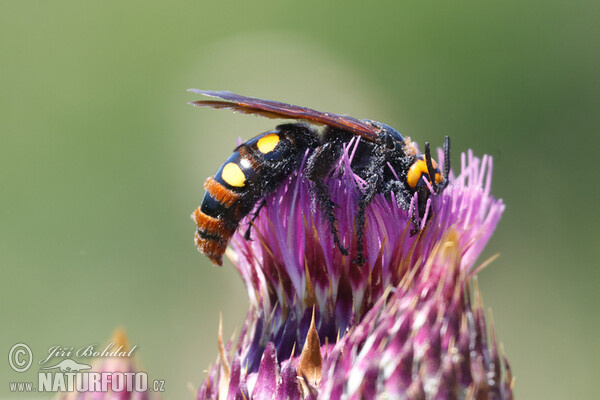 Žahalka obrovská (Megascolia maculata)