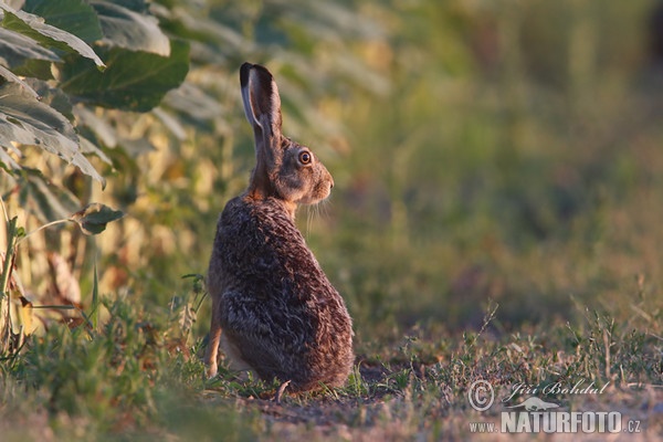 Zajac poĺný (Lepus europaeus)