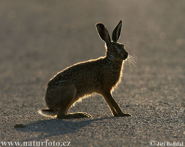 Zajac poĺný (Lepus europaeus)