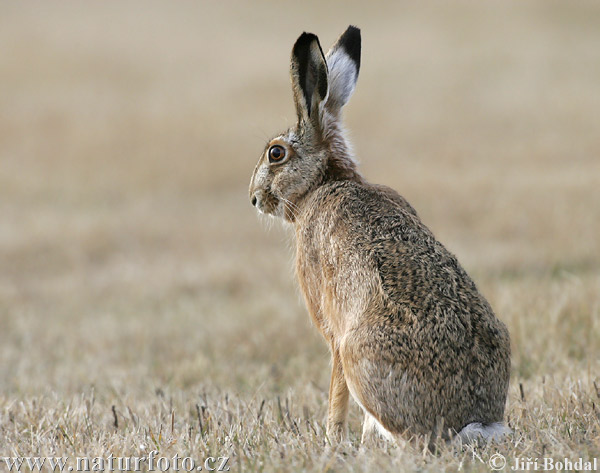 Zajac poĺný (Lepus europaeus)