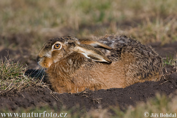 Zajac poĺný (Lepus europaeus)