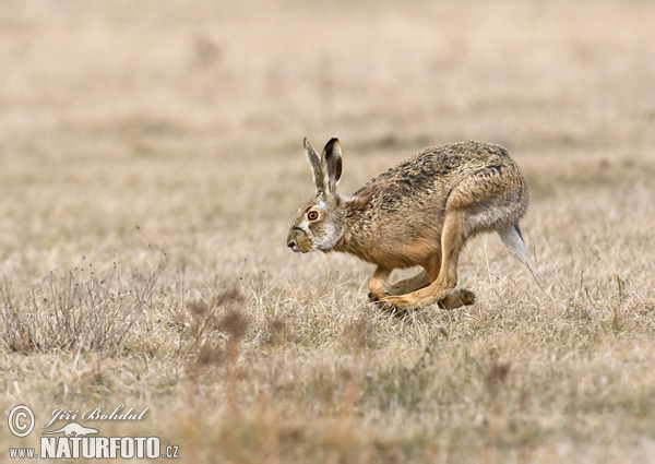 Zajac poĺný (Lepus europaeus)