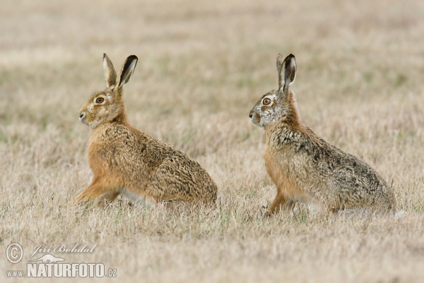 Zajac poĺný (Lepus europaeus)