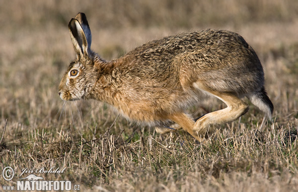 Zajac poĺný (Lepus europaeus)