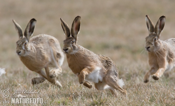 Zajac poĺný (Lepus europaeus)