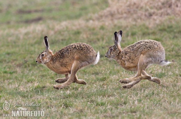 Zajac poĺný (Lepus europaeus)