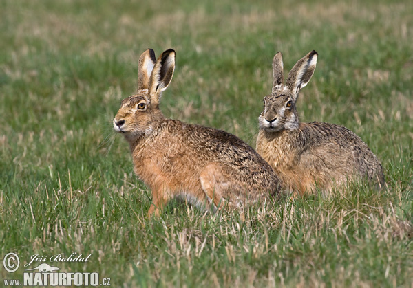 Zajac poĺný (Lepus europaeus)