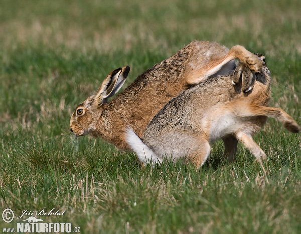 Zajac poĺný (Lepus europaeus)