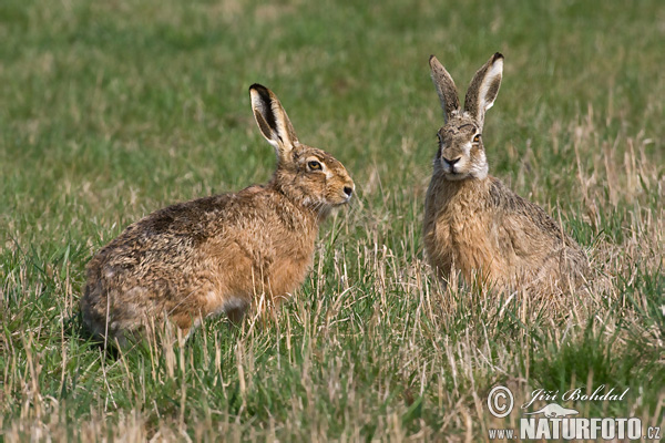 Zajac poĺný (Lepus europaeus)