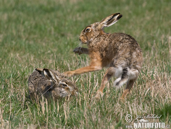 Zajac poĺný (Lepus europaeus)