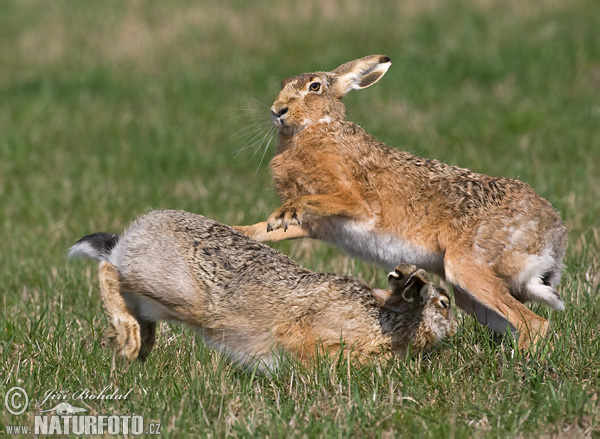 Zajac poĺný (Lepus europaeus)