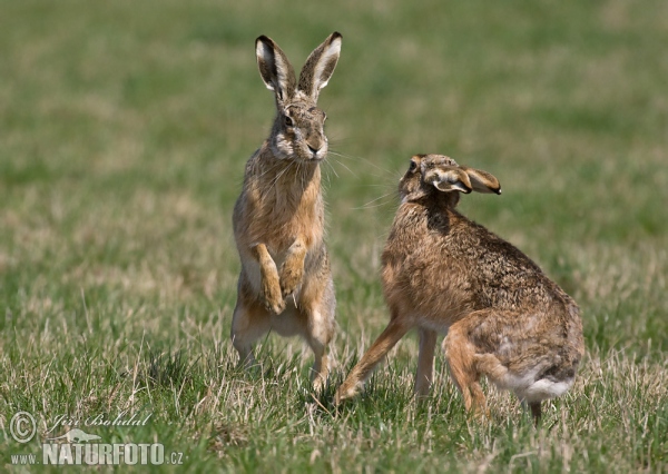 Zajac poĺný (Lepus europaeus)