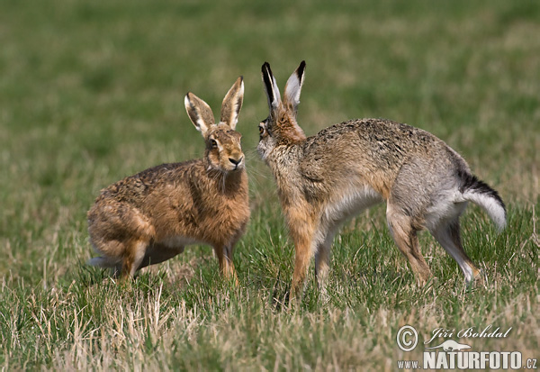 Zajac poĺný (Lepus europaeus)