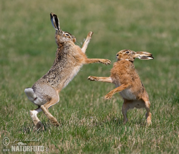 Zajac poĺný (Lepus europaeus)