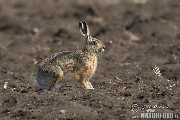 Zajac poĺný (Lepus europaeus)