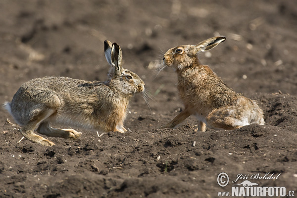 Zajac poĺný (Lepus europaeus)