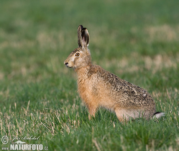 Zajac poĺný (Lepus europaeus)