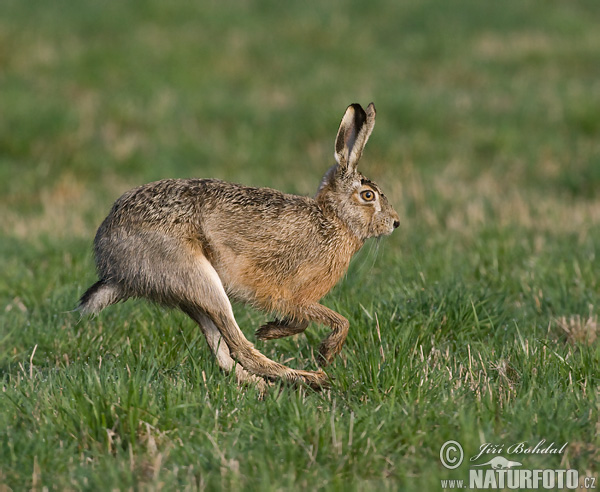 Zajac poĺný (Lepus europaeus)