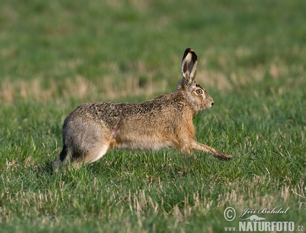 Zajac poĺný (Lepus europaeus)