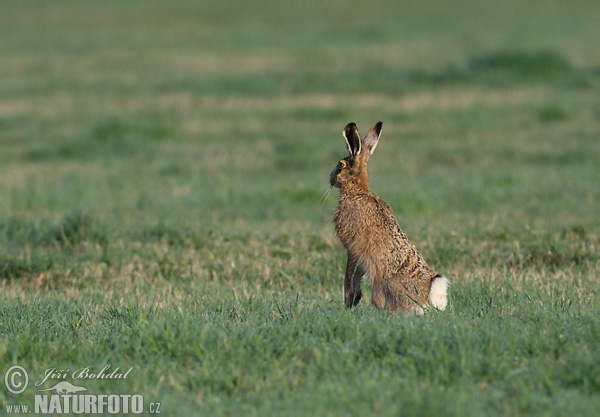 Zajac poĺný (Lepus europaeus)