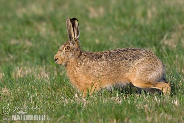 Zajac poĺný (Lepus europaeus)