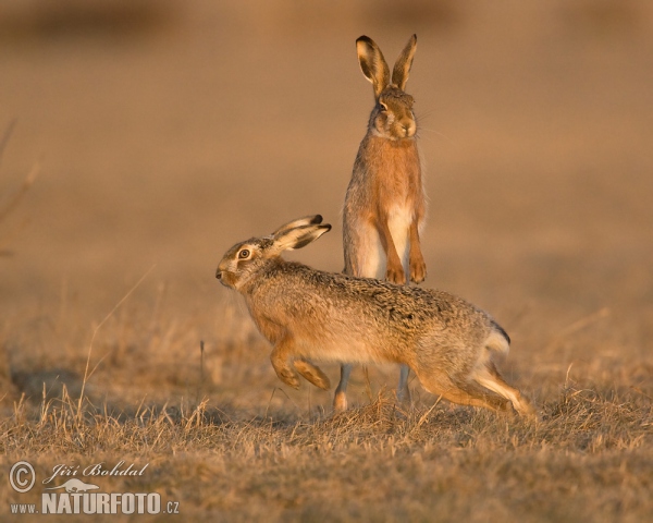 Zajac poĺný (Lepus europaeus)