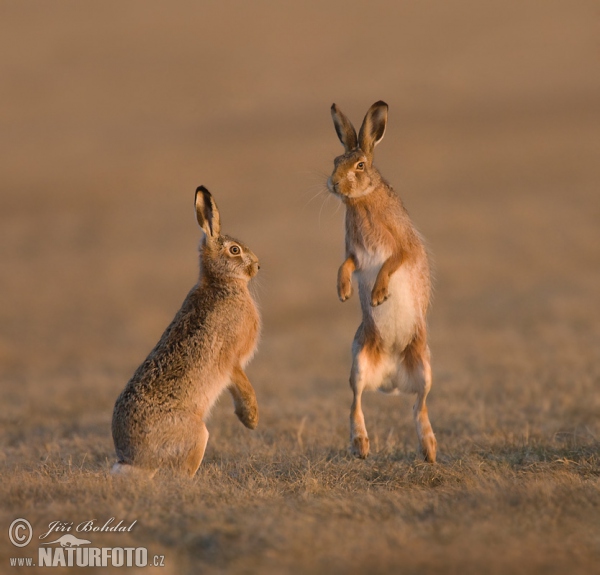 Zajac poĺný (Lepus europaeus)