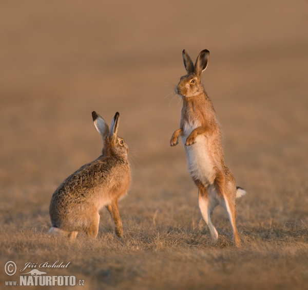 Zajac poĺný (Lepus europaeus)