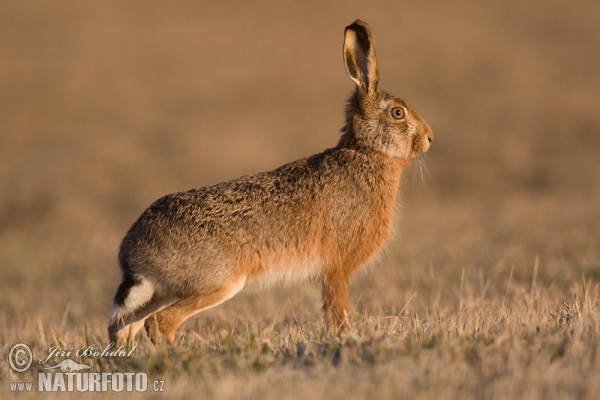 Zajac poĺný (Lepus europaeus)