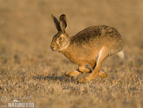 Zajac poĺný (Lepus europaeus)