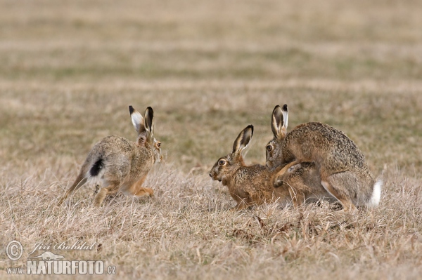 Zajíc polní (Lepus europaeus)