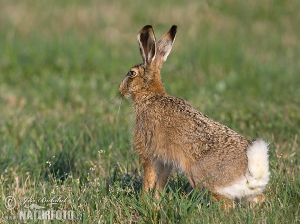 Zajíc polní (Lepus europaeus)