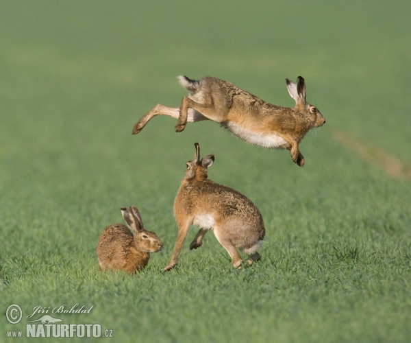 Zajíc polní (Lepus europaeus)