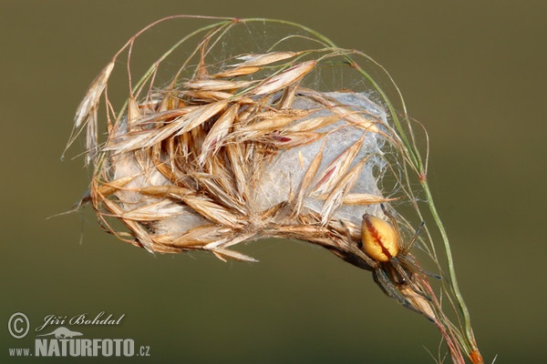 Zápřednice mokřadní (Cheiracanthium erraticum)