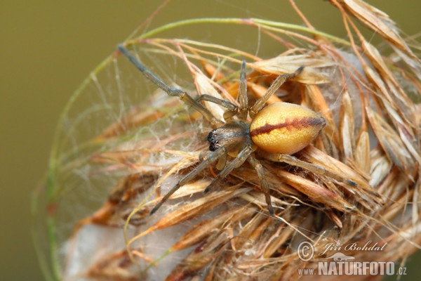 Zápřednice mokřadní (Cheiracanthium erraticum)