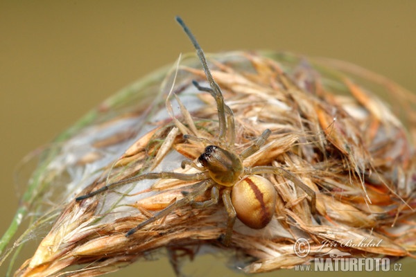 Zápřednice mokřadní (Cheiracanthium erraticum)