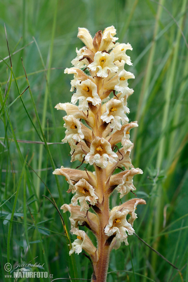 Záraza žltá (Orobanche lutea)