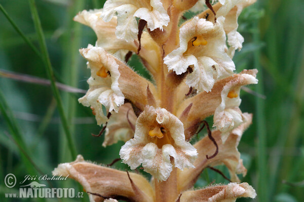 Záraza žltá (Orobanche lutea)