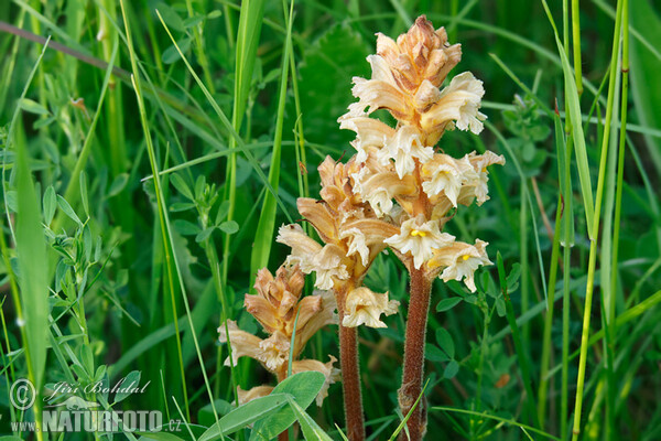 Záraza žltá (Orobanche lutea)