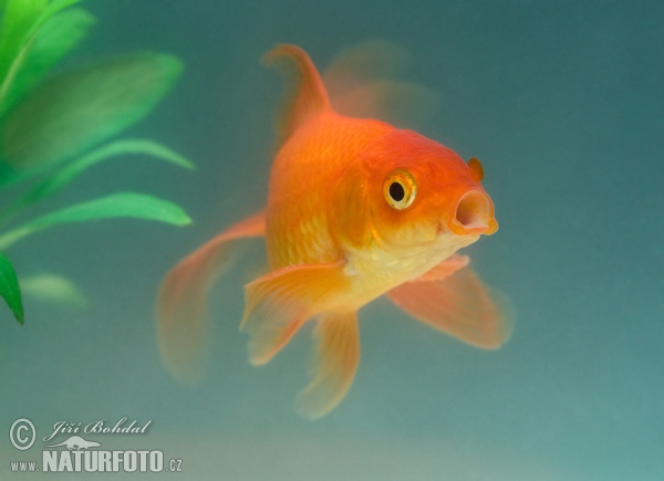 Závojnatka čínská (Carassius auratus auratus var. bicaudatus)