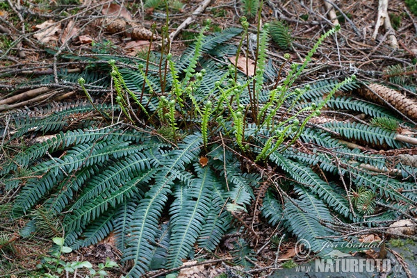 Žebrovice různolistá (Blechnum spicant)